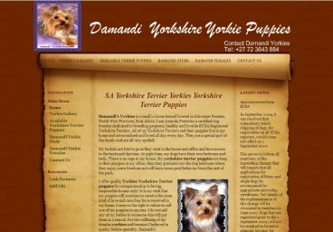 Damandi yorkies
